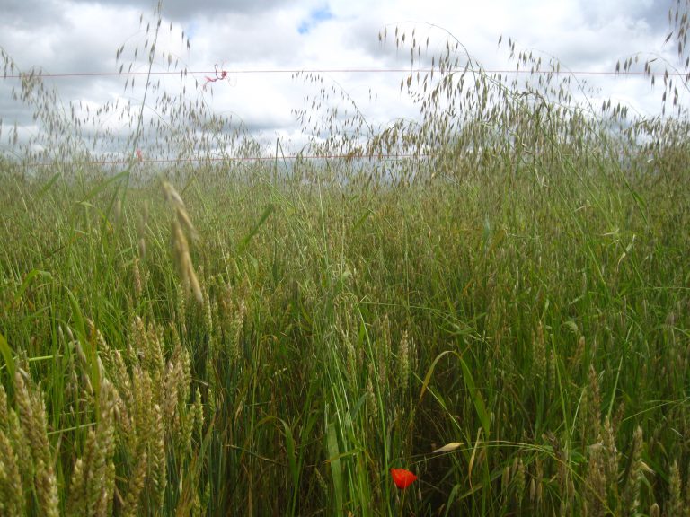 Essais variétés de blé tendre d’hiver à Champignelles : retour sur la visite
