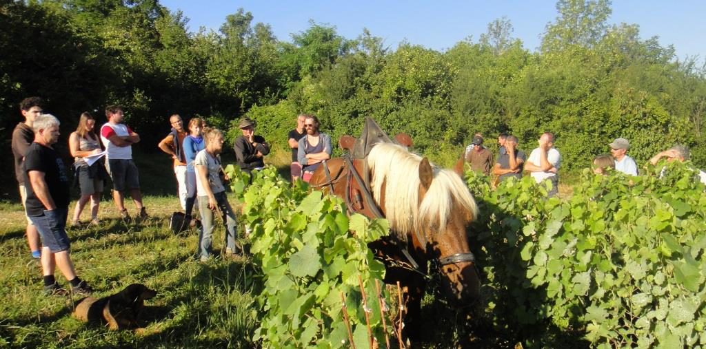 Traction animale en viticulture biologique