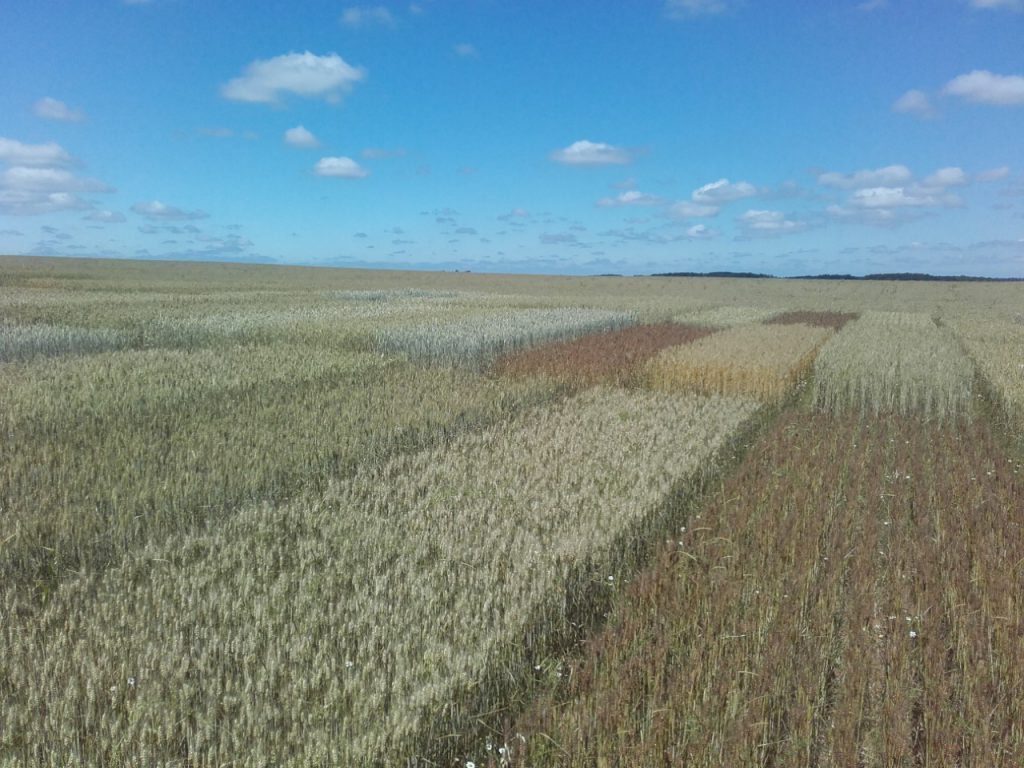 Variétés blé en AB : retour d’essais depuis 18 ans