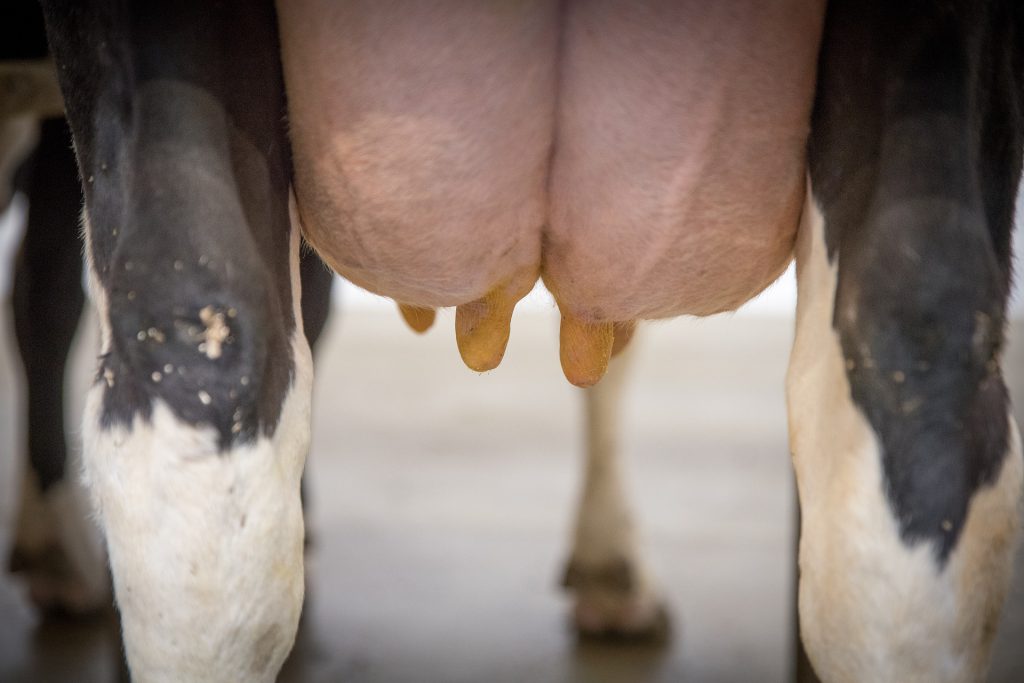 Malgré la sécheresse 2018, le lait bio progresse