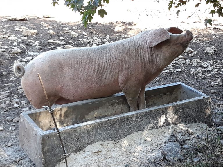Développer son atelier porc bio plein-air